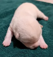 Chase, a male Shiba Inu for sale in Myrtle, MO – Photo 4 of 6