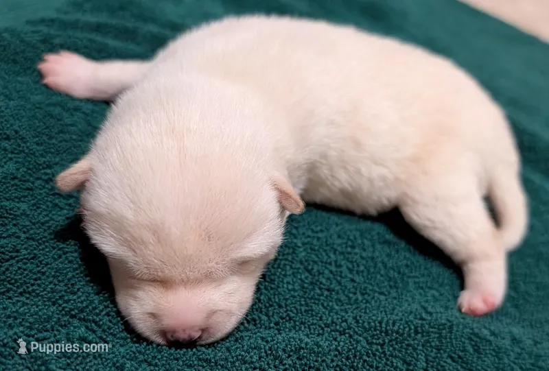 Chase – Shiba Inu puppy for sale in Myrtle, MO