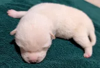 Chase, a male Shiba Inu for sale in Myrtle, MO – Photo 1 of 6