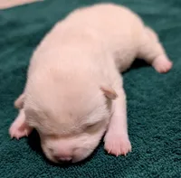 Chase, a male Shiba Inu for sale in Myrtle, MO – Photo 6 of 6