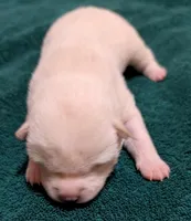 Chase, a male Shiba Inu for sale in Myrtle, MO – Photo 2 of 6