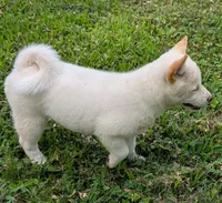 Casper, a male Shiba Inu for sale in Myrtle, MO – 2 of 5