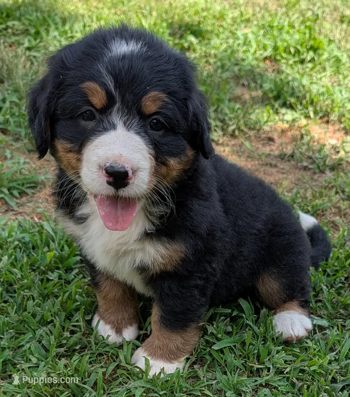 Connie – Bernese Mountain Dog puppy for sale in Myrtle, MO