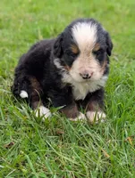 Carlos, a male Bernese Mountain Dog for sale in Myrtle, MO – 6 of 6