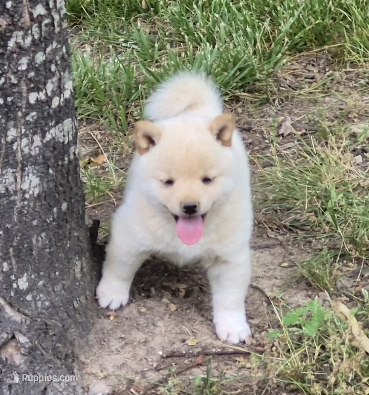 Chase – Shiba Inu puppy for sale in Myrtle, MO