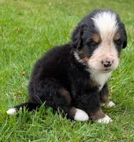 Carlos, a male Bernese Mountain Dog for sale in Myrtle, MO – 5 of 6