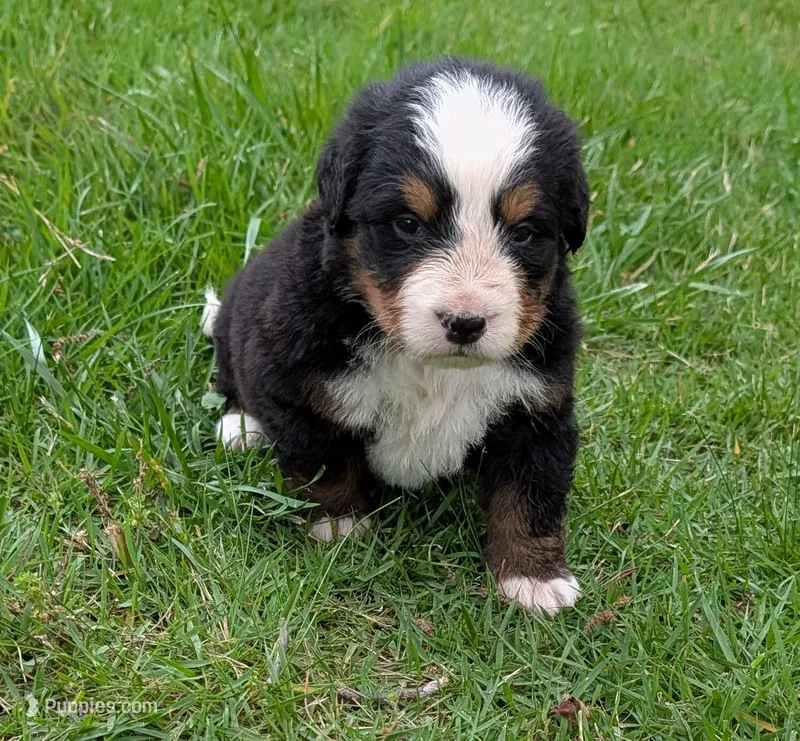 Caiden – Bernese Mountain Dog puppy for sale in Myrtle, MO