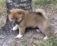 Copper, a male Shiba Inu for sale in Myrtle, MO – 4 of 6
