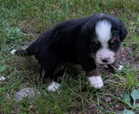 Chandler, a male Bernese Mountain Dog for sale in Myrtle, MO – 3 of 10