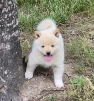 Charlie, a male Shiba Inu for sale in Myrtle, MO – 4 of 6