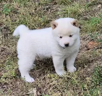 Cody, a male Shiba Inu for sale in Myrtle, MO – 3 of 6
