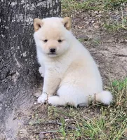Chase, a male Shiba Inu for sale in Myrtle, MO – 4 of 6