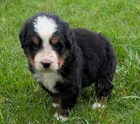 Caiden, a male Bernese Mountain Dog for sale in Myrtle, MO – 3 of 8