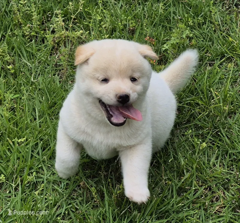 Casper – Shiba Inu puppy for sale in Myrtle, MO
