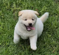 Casper, a male Shiba Inu for sale in Myrtle, MO – 1 of 6