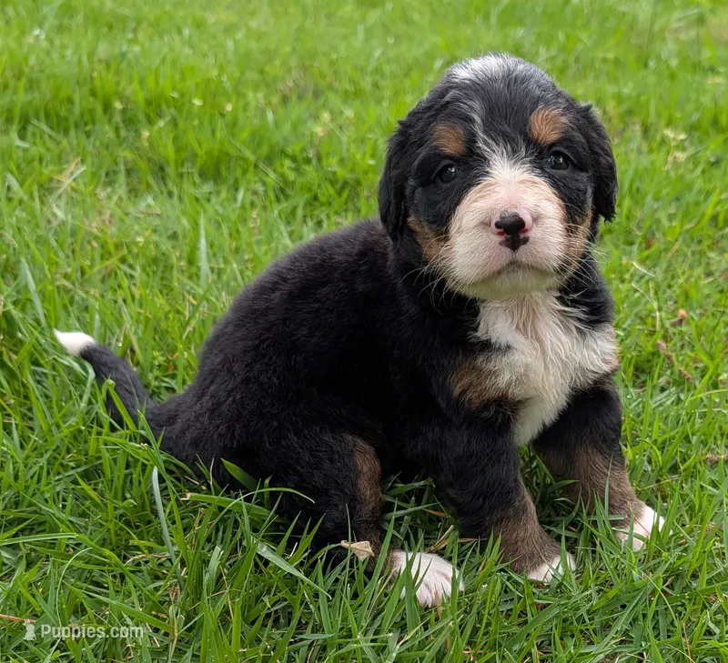 Connie – Bernese Mountain Dog puppy for sale in Myrtle, MO