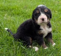 Connie, a female Bernese Mountain Dog for sale in Myrtle, MO – 1 of 7