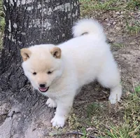 Chase, a male Shiba Inu for sale in Myrtle, MO – 3 of 6