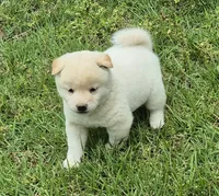Casper, a male Shiba Inu for sale in Myrtle, MO – 2 of 6