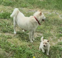 Chase, a male Shiba Inu for sale in Myrtle, MO – 6 of 6