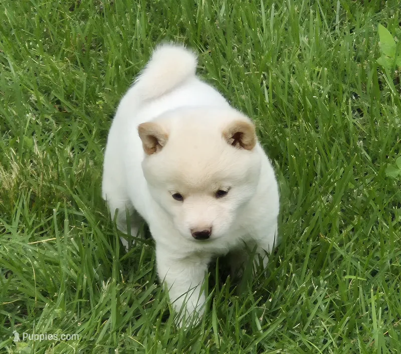 Cody – Shiba Inu puppy for sale in Myrtle, MO