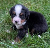 Chandler, a male Bernese Mountain Dog for sale in Myrtle, MO – 10 of 10