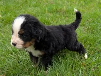 Corey, a male Bernese Mountain Dog for sale in Myrtle, MO – 6 of 10