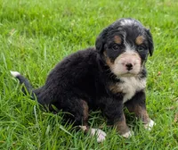Connie, a female Bernese Mountain Dog for sale in Myrtle, MO – 7 of 7