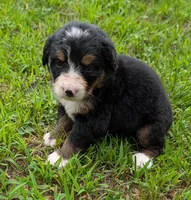 Connie, a female Bernese Mountain Dog for sale in Myrtle, MO – 6 of 7
