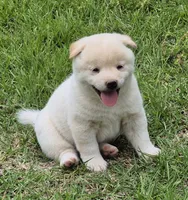 Casper, a male Shiba Inu for sale in Myrtle, MO – 4 of 6