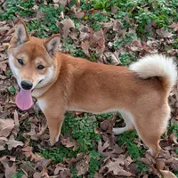 Macey, a female Shiba Inu for sale in Myrtle, MO – Photo 2 of 3