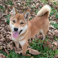 Macey, a female Shiba Inu for sale in Myrtle, MO – Photo 1 of 3