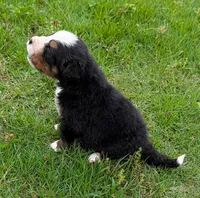 Caiden, a male Bernese Mountain Dog for sale in Myrtle, MO – 5 of 8