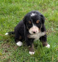 Connie, a female Bernese Mountain Dog for sale in Myrtle, MO – 2 of 7