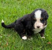 Corey, a male Bernese Mountain Dog for sale in Myrtle, MO – 4 of 10