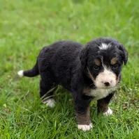Connie, a female Bernese Mountain Dog for sale in Myrtle, MO – 4 of 7