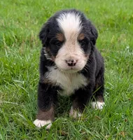 Carlos, a male Bernese Mountain Dog for sale in Myrtle, MO – 2 of 6