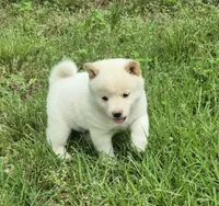 Cody, a male Shiba Inu for sale in Myrtle, MO – 6 of 6