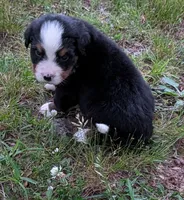 Chandler, a male Bernese Mountain Dog for sale in Myrtle, MO – 4 of 10
