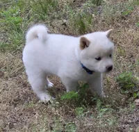 Cody, a male Shiba Inu for sale in Myrtle, MO – 5 of 6