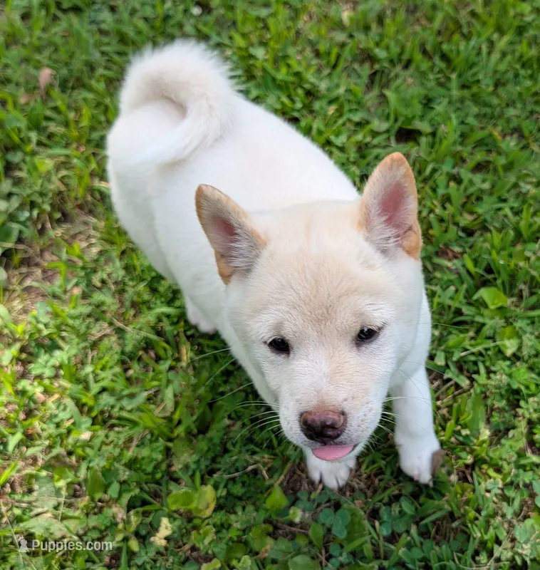 Casper – Shiba Inu puppy for sale in Myrtle, MO