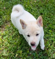 Casper, a male Shiba Inu for sale in Myrtle, MO – 1 of 5