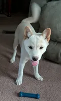 Cody, a male Shiba Inu for sale in Myrtle, MO – 2 of 6