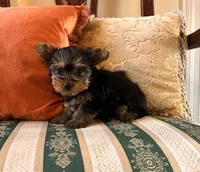Coco, a female Yorkshire Terrier for sale in Aiken, SC – 2 of 3