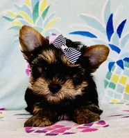 Coco, a female Yorkshire Terrier for sale in Aiken, SC – 3 of 3