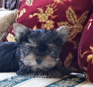 Coco – Yorkshire Terrier puppy for sale in Aiken, SC