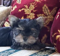 Coco, a female Yorkshire Terrier for sale in Aiken, SC – 1 of 3