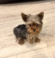 Coco, a female Yorkshire Terrier for sale in Aiken, SC – 3 of 3