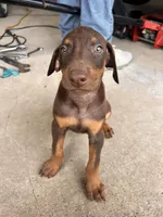 Duke, a male Doberman Pinscher for sale in Dallas, TX – Photo 2 of 2