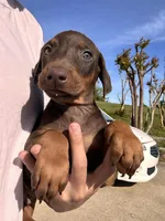 Duke, a male Doberman Pinscher for sale in Dallas, TX – Photo 1 of 2